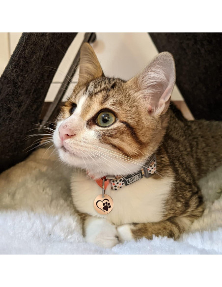 Etiqueta de Identificación para Mascotas MYLUCKYTAG con QR - Acero Inoxidable