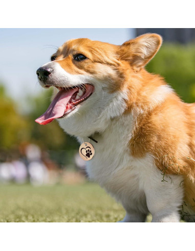 Etiqueta de Identificación para Mascotas MYLUCKYTAG con QR - Acero Inoxidable