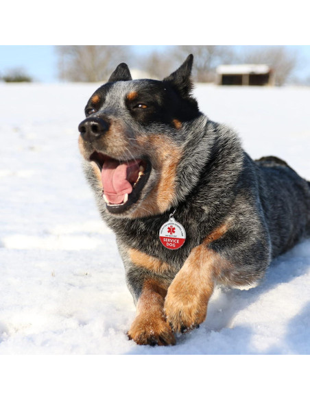 Etiqueta de Identificación Inteligente MYLUCKYTAG para Mascotas