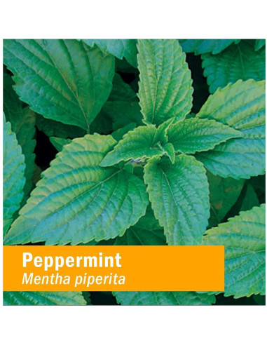 Espíritus de Menta Orgánica Herb Pharm 30 ml - Digestión Saludable