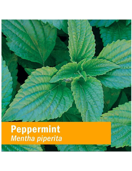 Espíritus de Menta Orgánica Herb Pharm 30 ml - Digestión Saludable