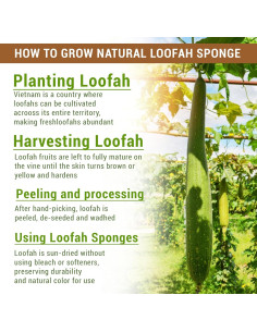 Esponja de Lufa Natural Herbvian - Exfoliante Corporal 4 Piezas 2