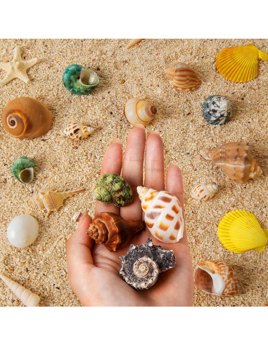 16PCS Conchas Naturales para Cangrejo Ermitaño WeDoSoy 3-6 cm