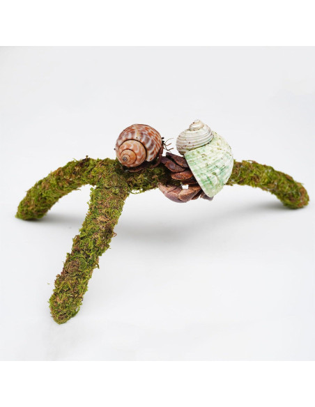 Juguete para Cangrejos Ermitaños Jinymral Ajustable 22.86 cm