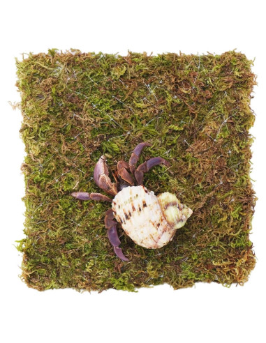 Pared de Escalada para Cangrejo Ermitaño Begeterday 15.24 cm