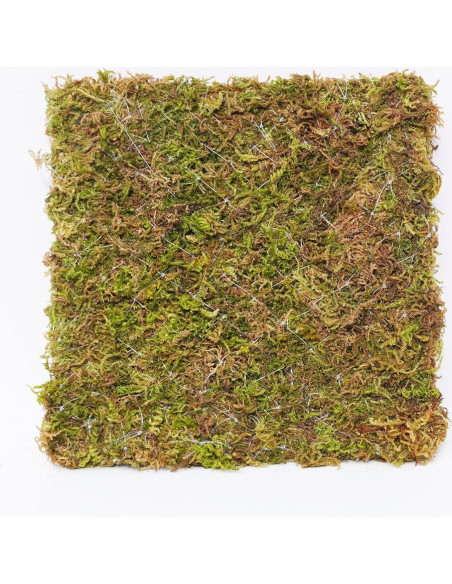 Pared de Escalada para Cangrejo Ermitaño Begeterday 15.24 cm