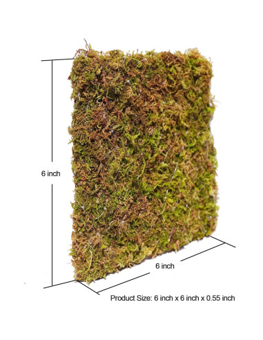 Pared de Escalada para Cangrejo Ermitaño Begeterday 15.24 cm