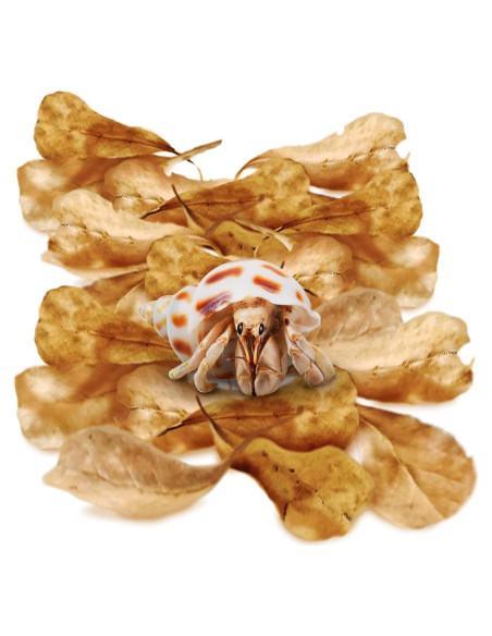 Hojas Secas de Almendra India Catappa SunGrow - 50 Pcs, 5 cm Hojas Secas de Almendra India Catappa SunGrow - 50 Pcs, 5 cm