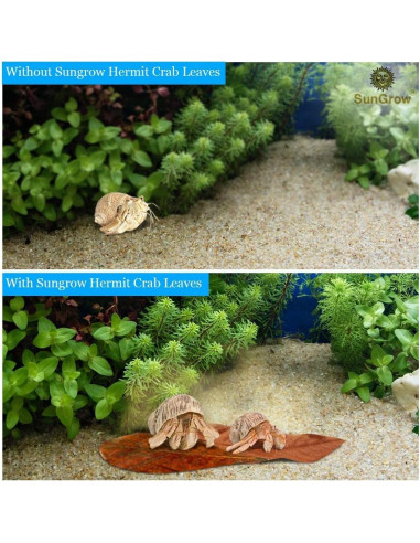 Hojas Secas de Almendra India Catappa SunGrow - 50 Pcs, 5 cm