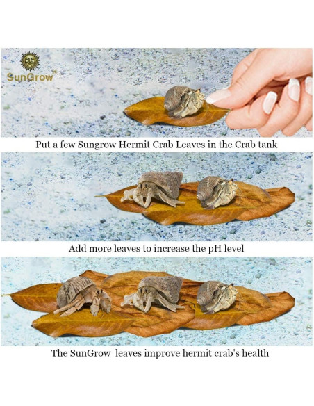 Hojas Secas de Almendra India Catappa SunGrow - 50 Pcs, 5 cm Hojas Secas de Almendra India Catappa SunGrow - 50 Pcs, 5 cm