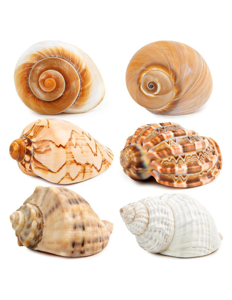 6PCS Conchas de Cangrejo Ermitaño Naturales 7.6-8.9 cm