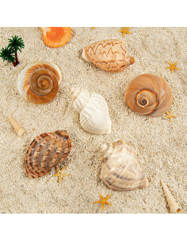 6PCS Conchas de Cangrejo Ermitaño Naturales 7.6-8.9 cm