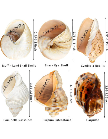 6PCS Conchas de Cangrejo Ermitaño Naturales 7.6-8.9 cm