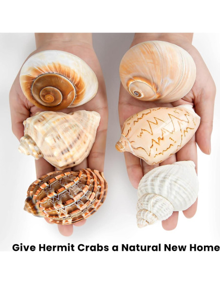 6PCS Conchas de Cangrejo Ermitaño Naturales 7.6-8.9 cm