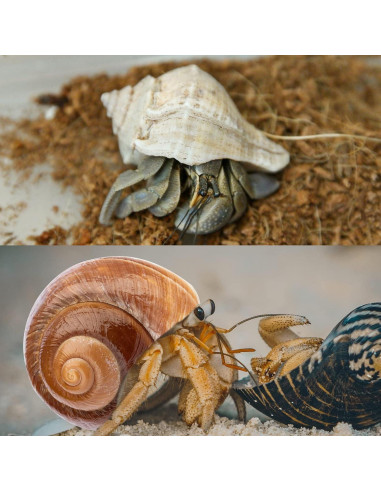 6PCS Conchas de Cangrejo Ermitaño Naturales 7.6-8.9 cm