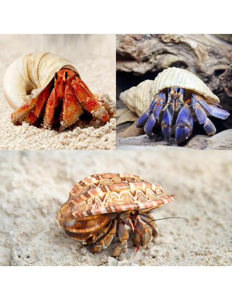 6PCS Conchas de Cangrejo Ermitaño Naturales 7.6-8.9 cm
