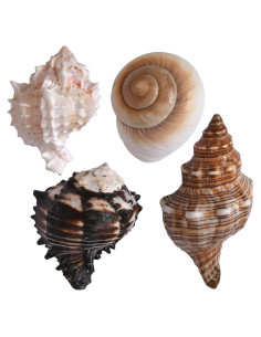 4 Conchas de Cangrejo Ermitaño M-L con Lino Natural