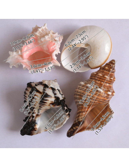 4 Conchas de Cangrejo Ermitaño M-L con Lino Natural