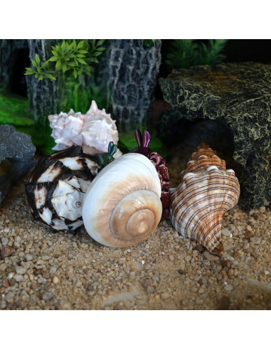 4 Conchas de Cangrejo Ermitaño M-L con Lino Natural