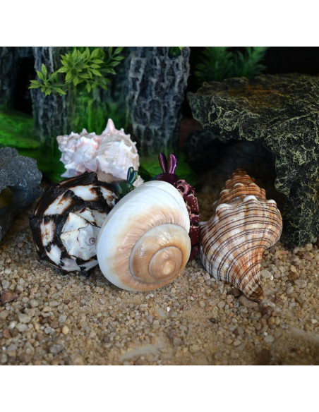 4 Conchas de Cangrejo Ermitaño M-L con Lino Natural