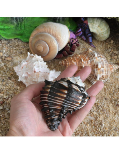 4 Conchas de Cangrejo Ermitaño M-L con Lino Natural