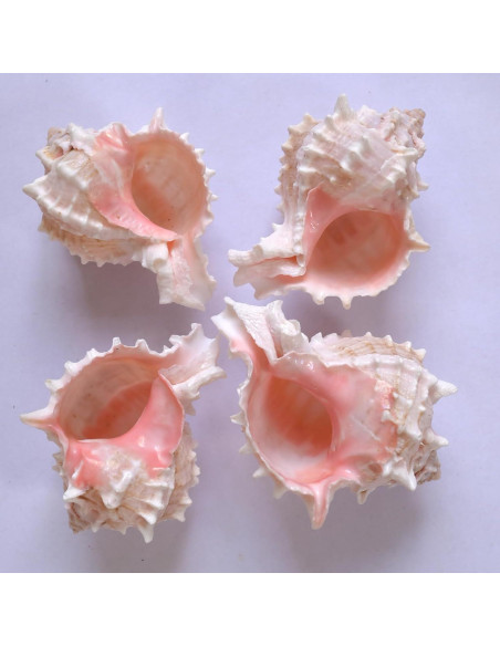 4 Conchas de Cangrejo Ermitaño M-L con Lino Natural