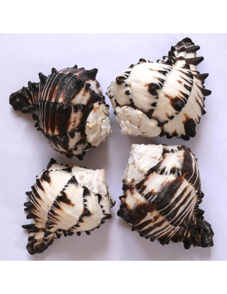 4 Conchas de Cangrejo Ermitaño M-L con Lino Natural