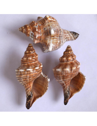 4 Conchas de Cangrejo Ermitaño M-L con Lino Natural
