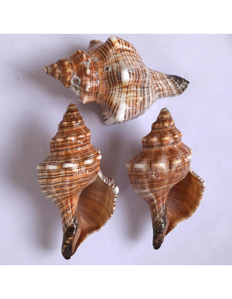 4 Conchas de Cangrejo Ermitaño M-L con Lino Natural