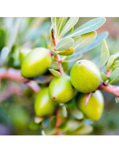 Aceite de Argán Aromatics International 30 mL - Cuidado Cabello y Piel 2