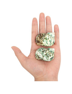 Conchas de Cangrejo Ermitaño Naturales Fuhai 2 Piezas 5-6.6 cm