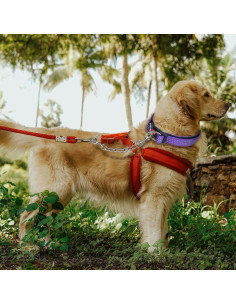 Clip de Seguridad para Perro HONGSAGE - Acero Inoxidable 20.32 cm 2