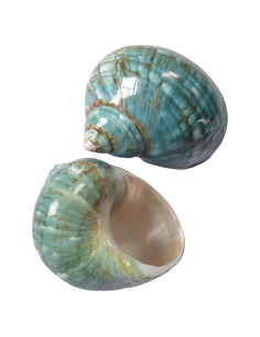 Conchas de Cangrejo Ermitaño 2pcs Verde Tamaño M 5.5-6.5 cm