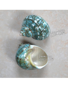 Conchas de Cangrejo Ermitaño 2pcs Verde Tamaño M 5.5-6.5 cm 2