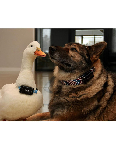 Clips de Sujeción GPS Cube para Mascotas y Mochilas - 3 Tamaños