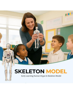 Modelo de Estructura Corporal Humana Transparente Scappof 3D 2