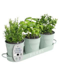 Juego de 3 Macetas de Metal para Hierbas Barnyard Verde Suave
