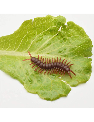 20 Ciempiés Falsos Realistas Wendy Mall - Broma Halloween