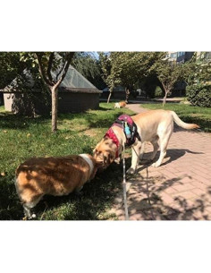 Dispensador de bolsas para excremento de perro YUCHIYA con linterna LED 2