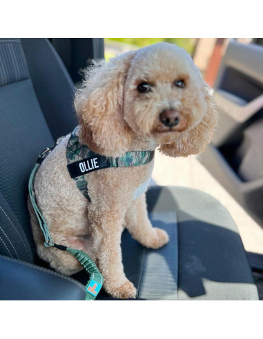 Cinturón de Seguridad para Perros Dog Friendly Co. Negro Ajustable