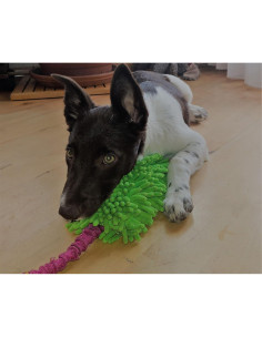 Juguete tira y afloja Dingo con bungee para perros 2