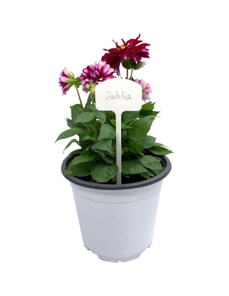 Etiquetas de Jardín de Plástico Ugold 20 pcs 15.24 cm