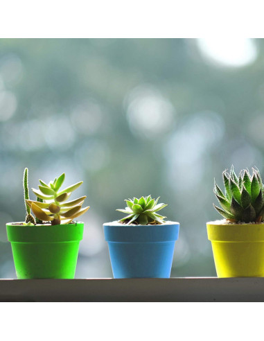 25 Macetas de Vivero ESTRELLA PURPURA para Plantas Suculentas