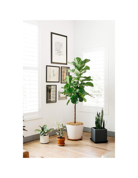 Bandejas de Goteo para Cestas Colgantes Curtis Wagner - Paquete de 5