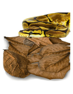 Hoja de Hojarasca SunGrow para Reptiles - 10 Piezas Medianas