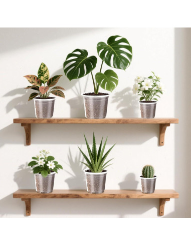 Macetas de Plástico Transparentes Augshy 10cm - 36 Piezas con Drenaje