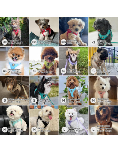 Arnés para Perros Pequeños Bella & Pal XXS Verde Aguacate