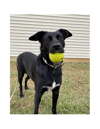 Pelota de Fetch Chew King Supreme 6.35 cm - Caucho Natural Duradero