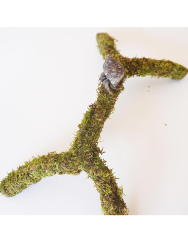 Poste de Musgo para Cangrejos Ermitaños Begeterday 30.48 cm