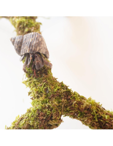 Poste de Musgo para Cangrejos Ermitaños Begeterday 30.48 cm